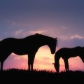 Horses sunset silhouette