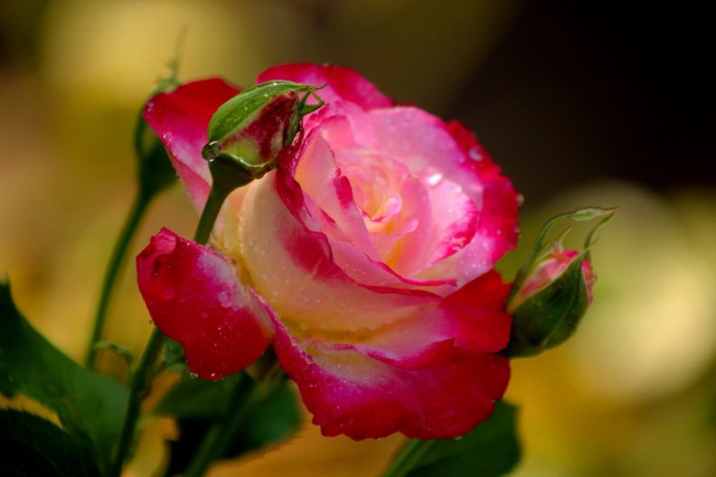 Lovely rose