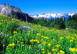 Flowers on mountain slope