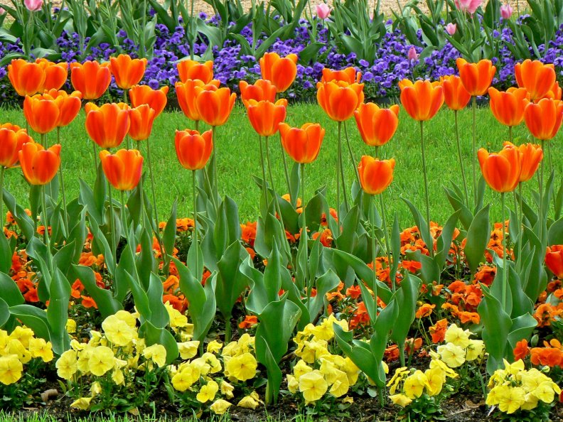 tulips_beauty.jpg