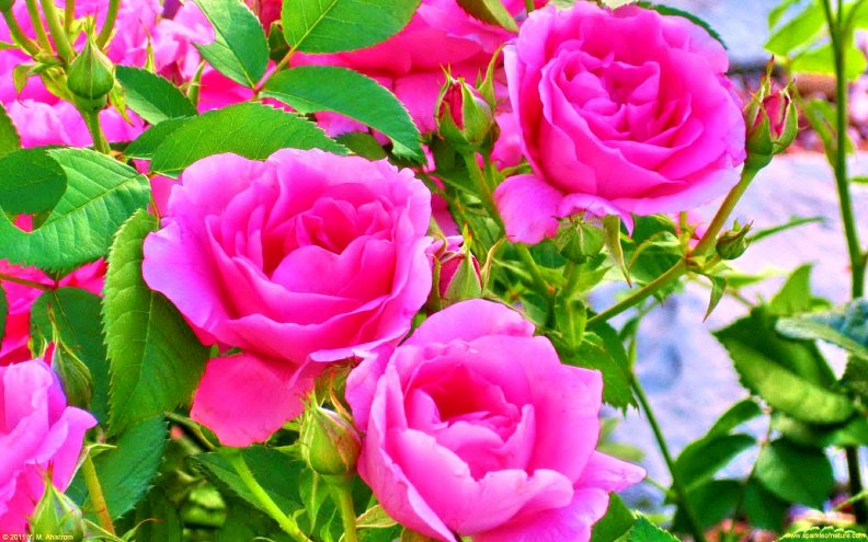 rose_beauty.jpg