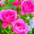 rose_beauty.jpg