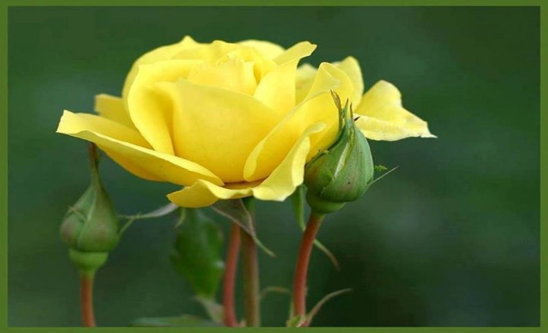 beautiful_yellow_rose.jpg