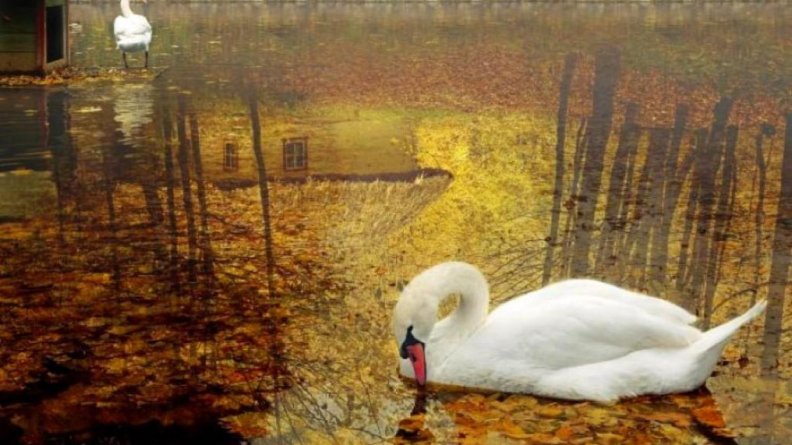 swan_in_autumn_lake.jpg