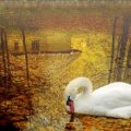 Swan In Autumn Lake