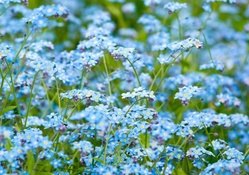 Forget_me_not Field