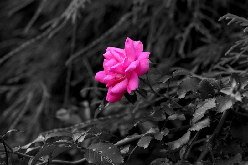 pink_monochrome.jpg