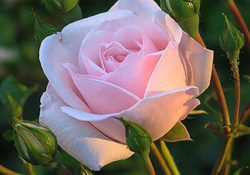 Pink Rose With Buds