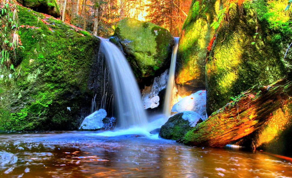 FOREST WATERFALLS