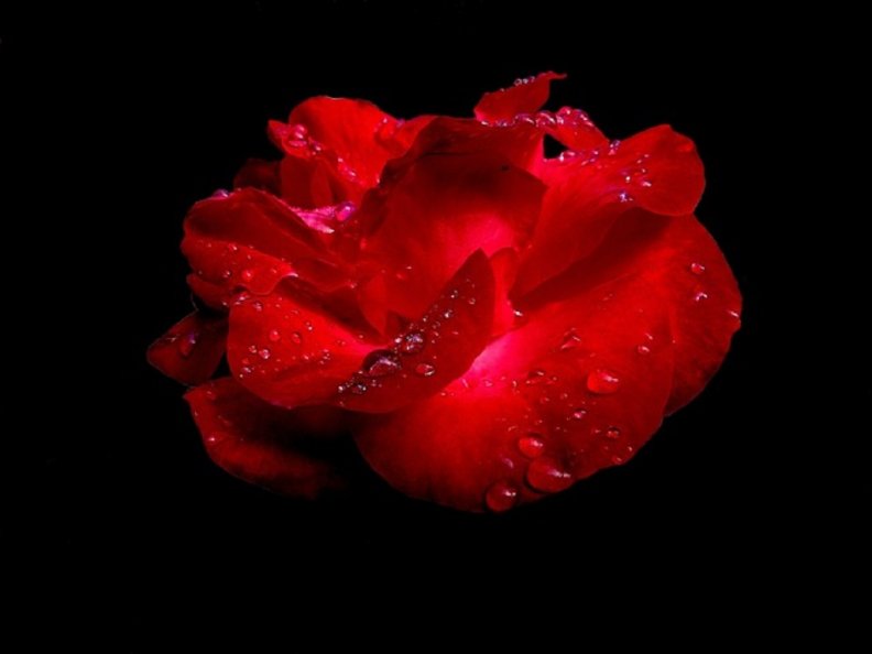 red_rose_on_black.jpg