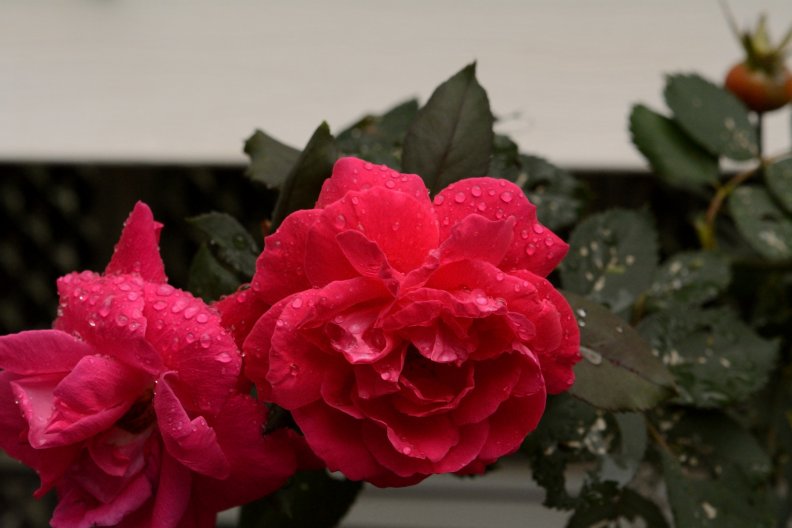beautiful_twin_roses.jpg