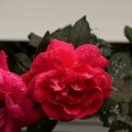 Beautiful twin roses