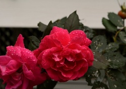 Beautiful twin roses