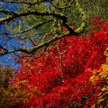 Bright Autumn Tree Leaves