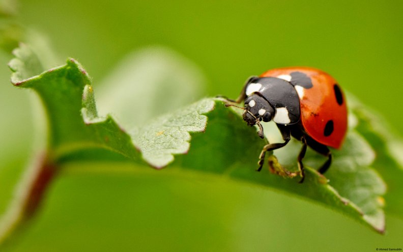 ladybug_on_leaf.jpg