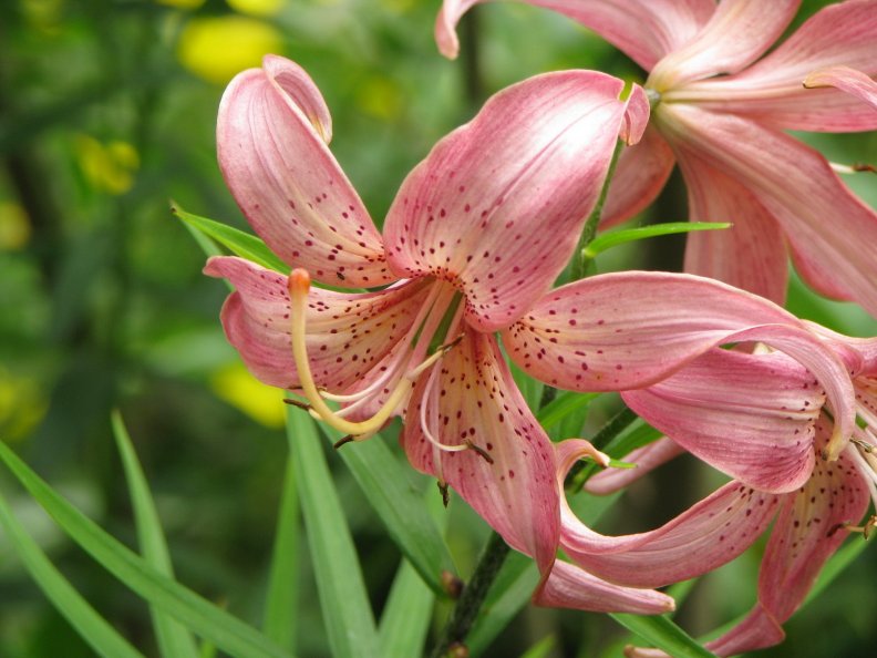 lovely_pink_lilies.jpg