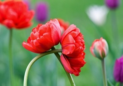 ●ω● Tulips Embraced ●ω●