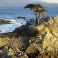 Lone Tree on Beach Cliff