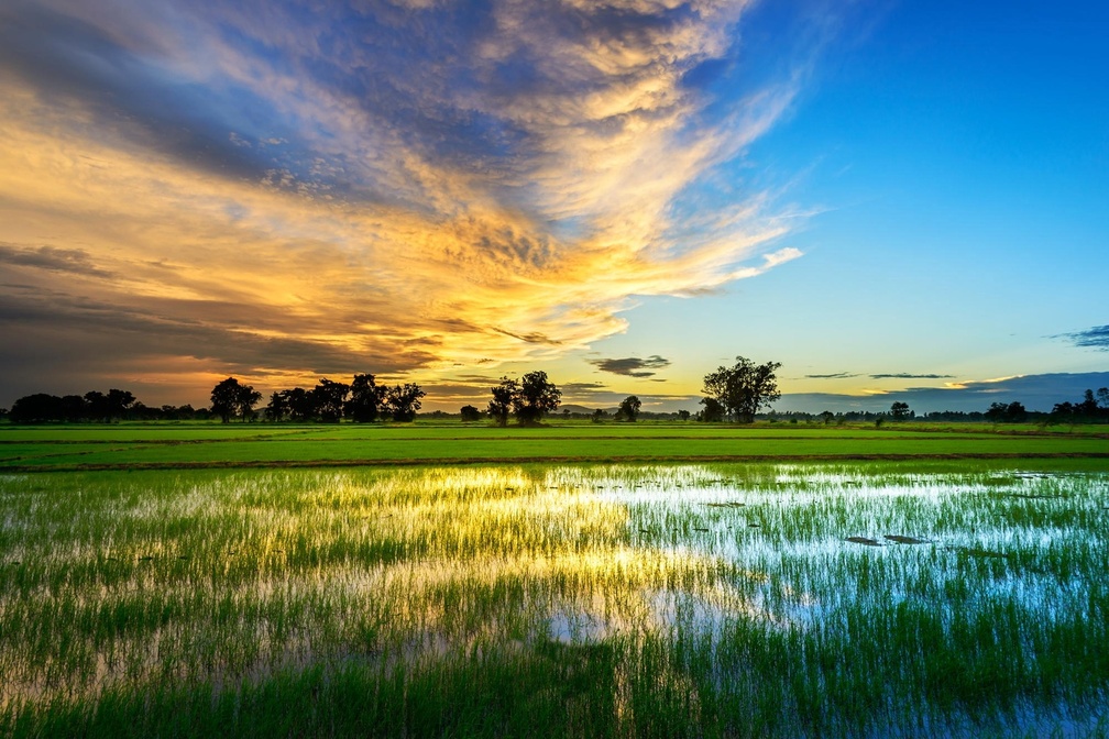 Rice Field At Sunset