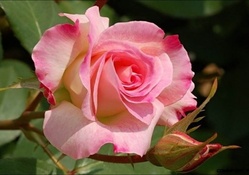 Lovely Pink Rose