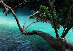 Tree Branch over Water