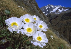 Wild Flowers on Mount Cook, British Columbia