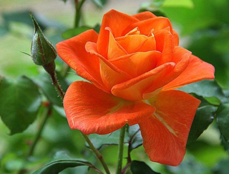 orange_rose.jpg