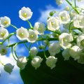 Beautiful Lily of the Valley