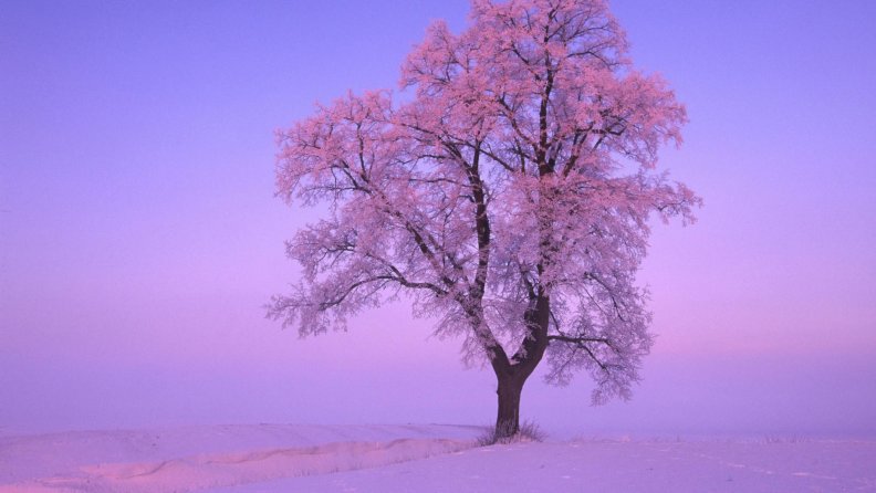 winter_tree.jpg