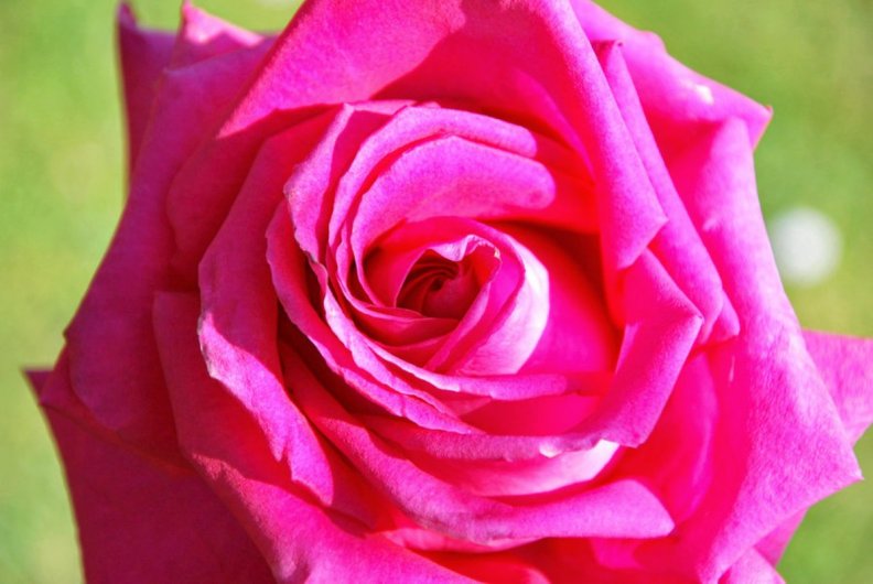 pink_rose.jpg
