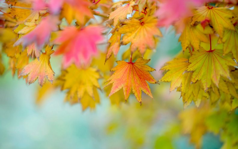 autumn_leaves.jpg