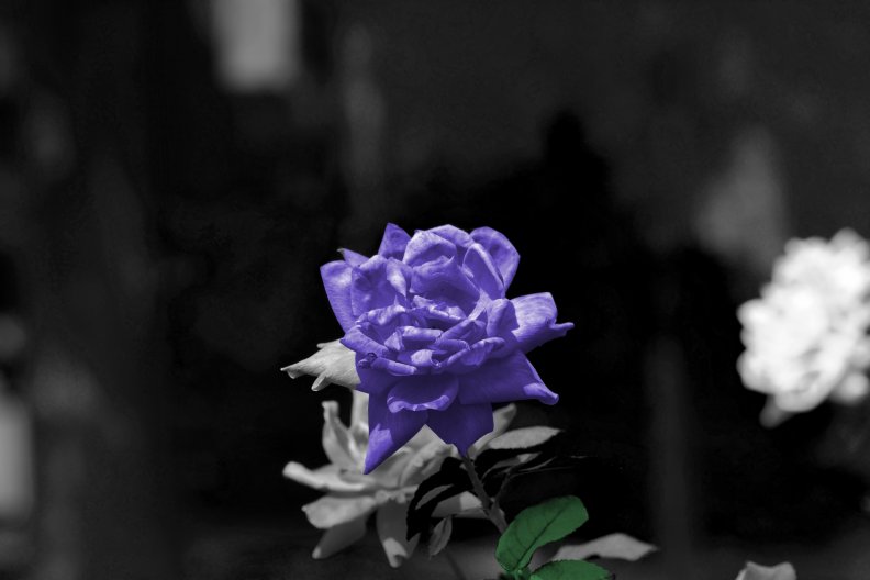 purple_passion.jpg