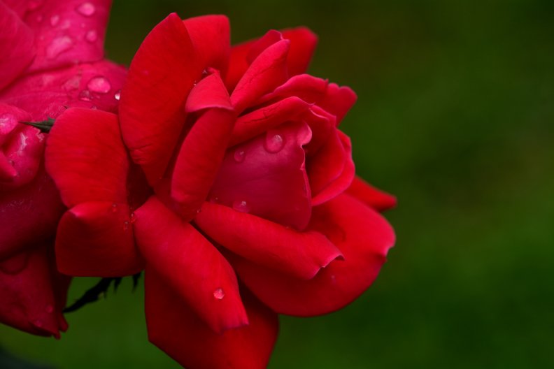 beautiful_red_rose.jpg