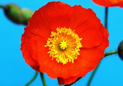 Bright Orange Flower