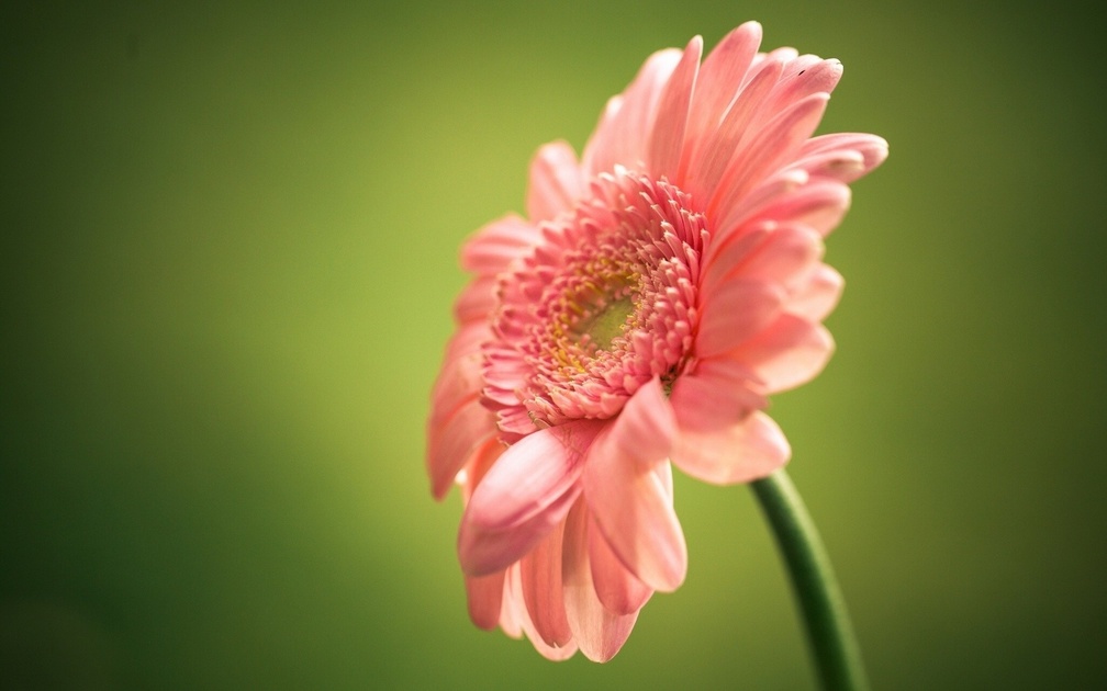Single pink flower