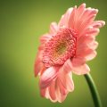 Single pink flower