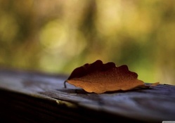 Brown leaf