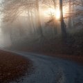 road in an autumn forest in morning fog