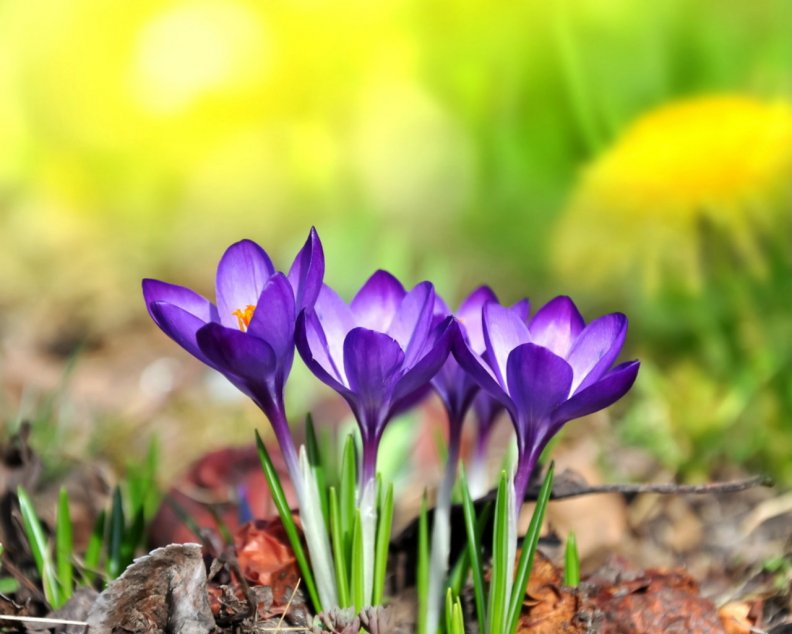 saffron_flowers.jpg