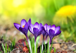 Saffron flowers