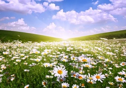 Field of Daisies at Sunrise