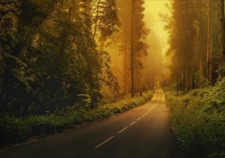 Enchanted Forest Road