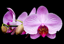Pink and Purple Orchid