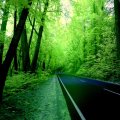 Green Forest Road