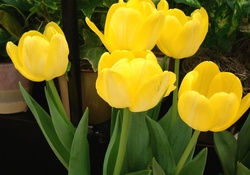 Pretty Yellow Tulips