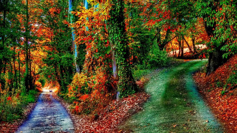 wonderful_paths_in_an_october_forest_hdr.jpg