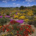 Flower Field in South Africa