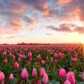 Sunset Over the Tulips Field