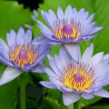 Three blue lotus
