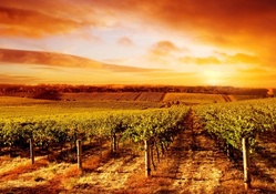 Sunset At The Vineyard